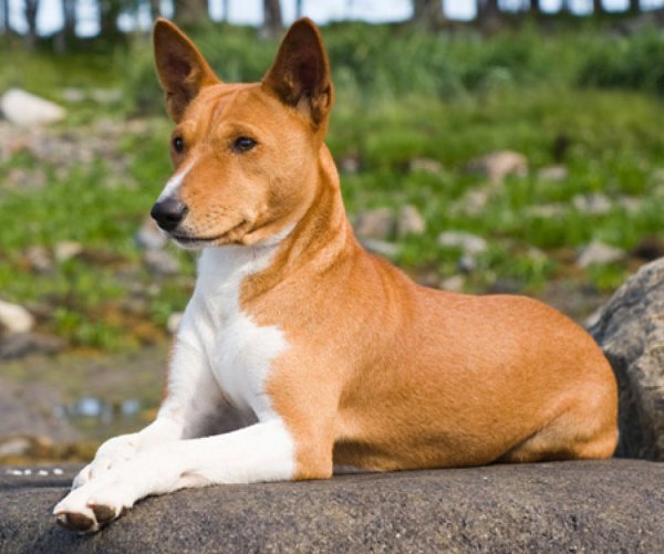 Собака породы "басенджи".