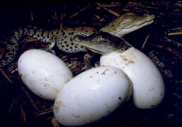 яйца крокодила