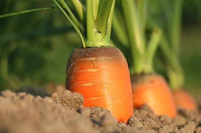 Морковь выращивание