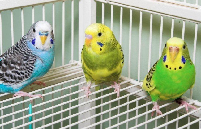 виды волнистых попугаев