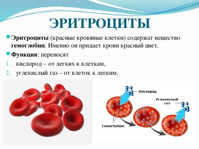 эритроциты в крови