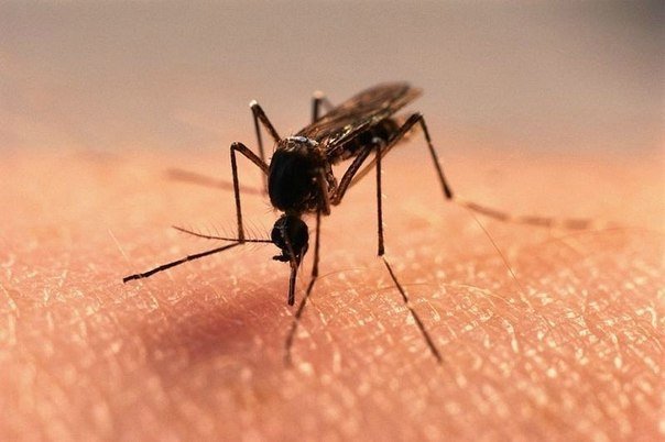ищем средства против этого комара
