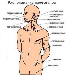 Лимфатическая система: расположение узлов