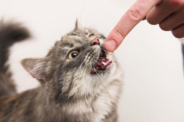 Кошке палец в рот не клади