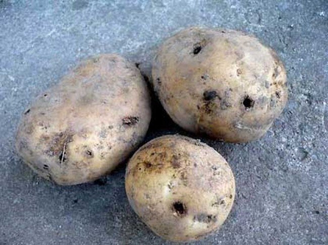огород и картофель. испорчен проволочником