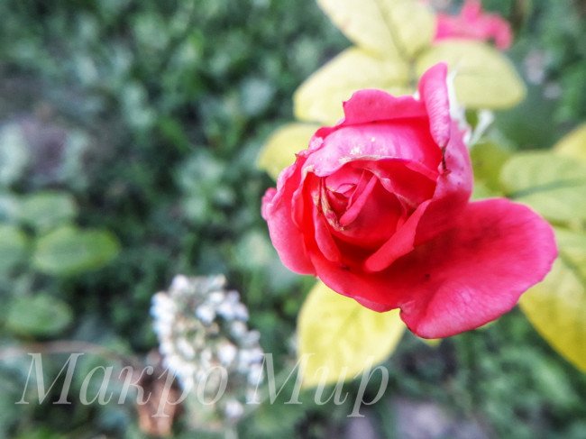 Макро фото розовая роза.