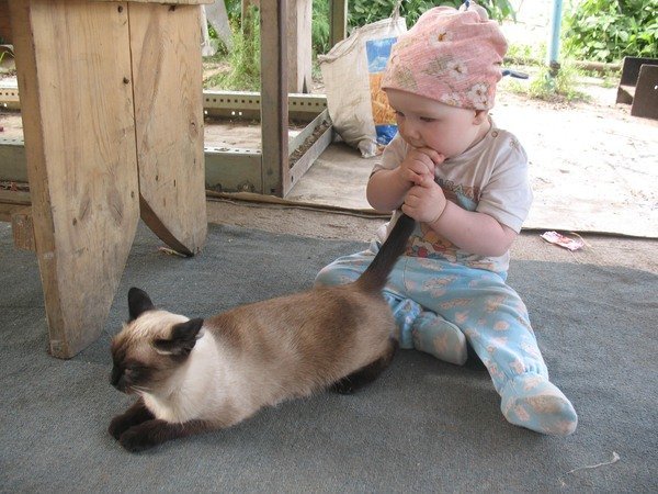 ребенок мучает кота