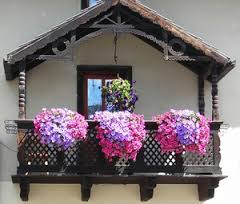 цветы для выращивания на балконе