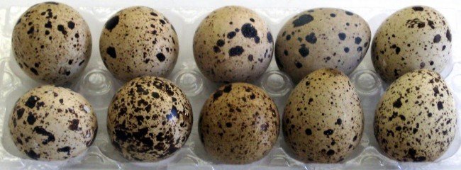 какие полезные свойства имеет перепелиное яйцо