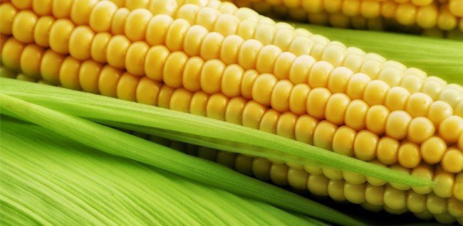 спелость кукурузы