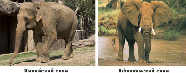 африканский и индийский слон