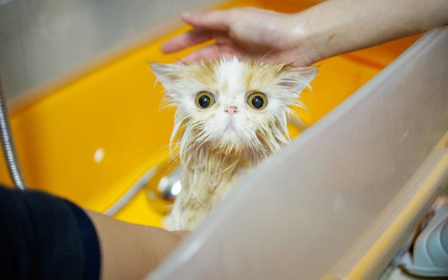 как купать кота