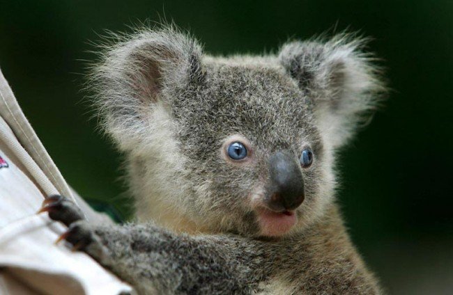 голубоглазая коала