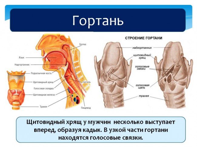 строение гортани