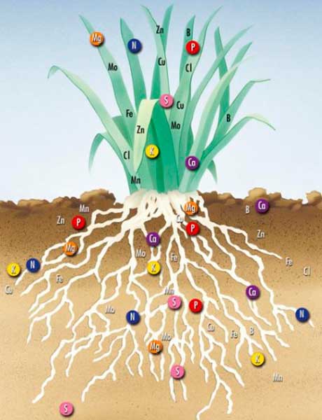 микроэлементы для растений