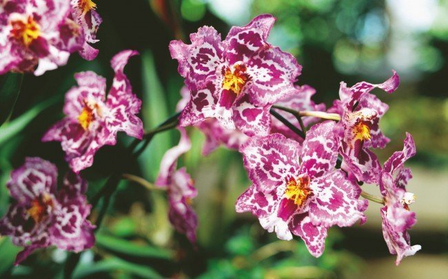 почему цветок орхидея не цветет?