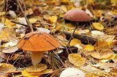 грибы осенью