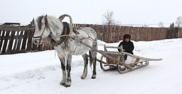 дровни и лошадь