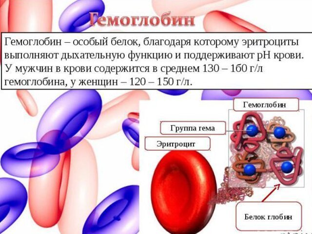 функции гемоглобина