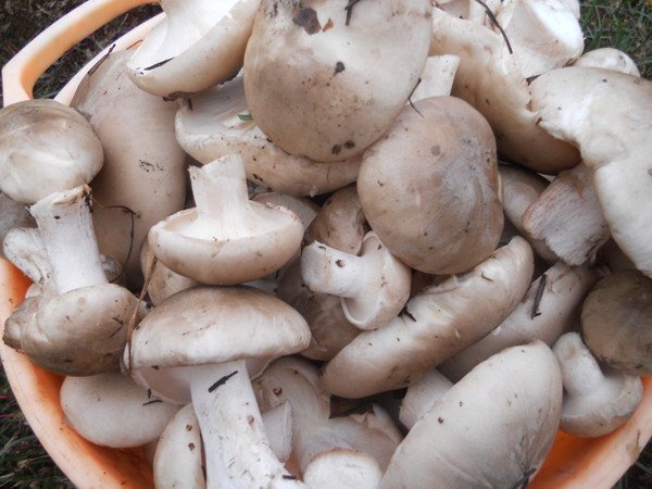как солить грибы?