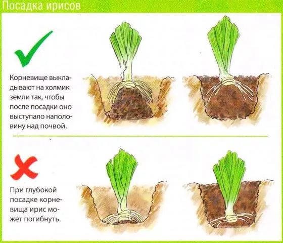 как правильно посадить