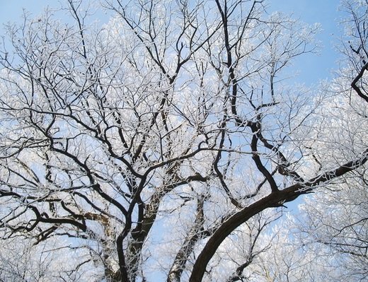 Растут ли зимой деревья