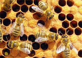 пчёлы - общественные насекомые