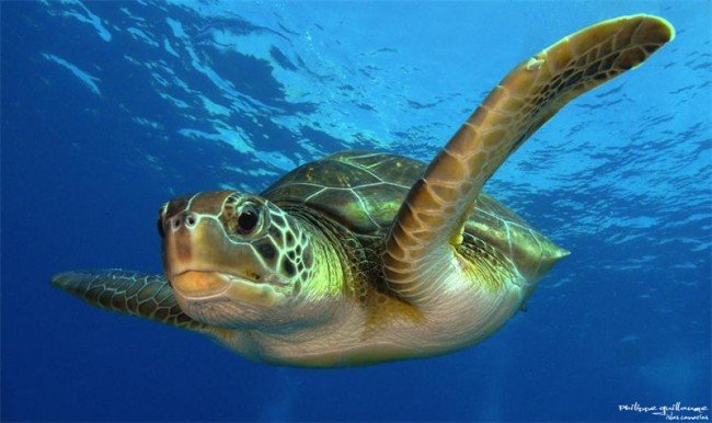 зеленая морская черепаха
