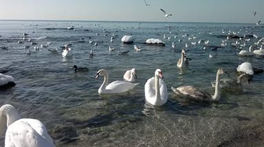 Каспий - самое большое озеро в мире