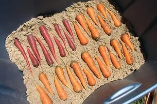 Хранение моркови в песке