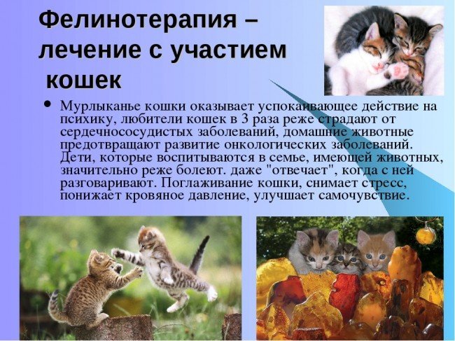 Фелинотерапия: что это такое?