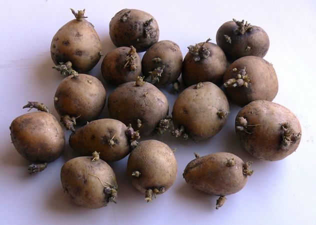 семенной картофель