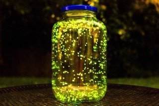 светлячки в банке