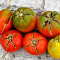 причины растрескивания помидоров