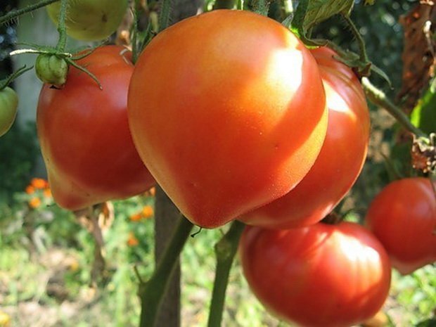 Какие сорта помидор лучше сажать в открытом грунте в Подмосковье