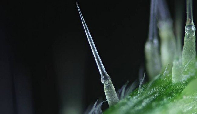 Иглы, защищающие лист крапивы, работают по принципу шприцы.