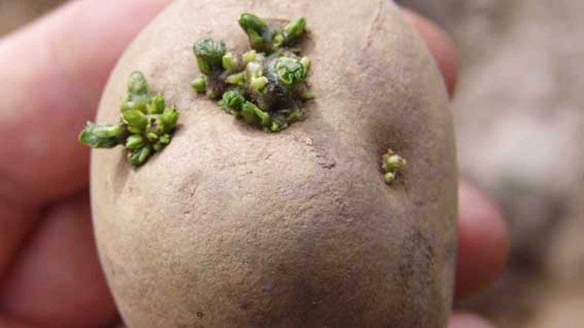 Глазок картофеля - будущая надземная часть растения.
