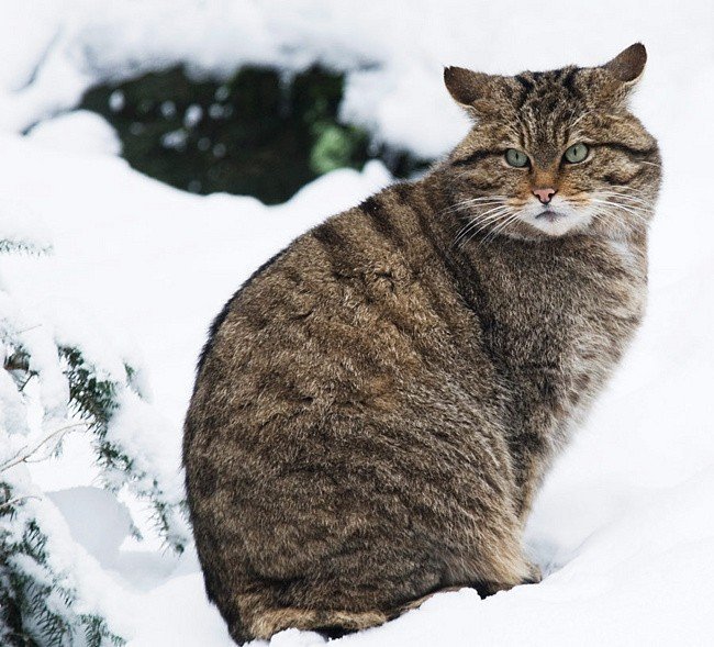Весит лесной кот 3-8 кг, а грызунов за раз может съесть до 0,5 кг.