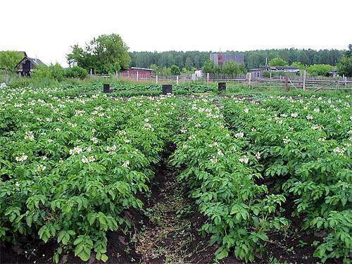 Традиционным способом посадки картофеля является формирование рядов.