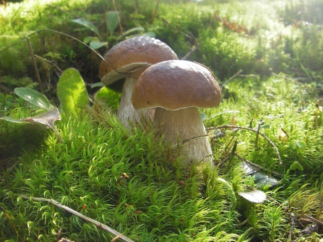 На болотистых почвах белый гриб практически не встречается.