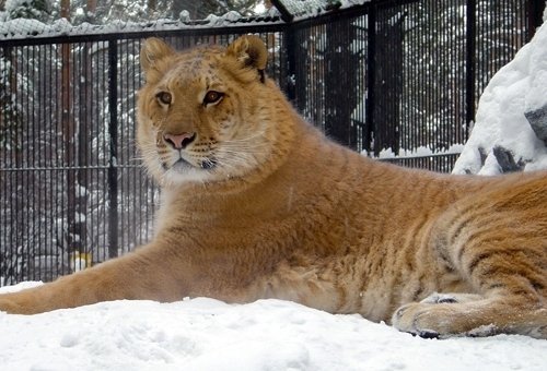 В России две самки лигра обитают в Липецком и Новосибирском зоопарках.