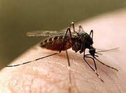 Почему комары кусают не всех людей, а выборочно?