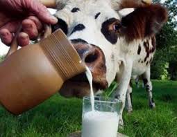 Чем отличается козье молоко от коровьего?