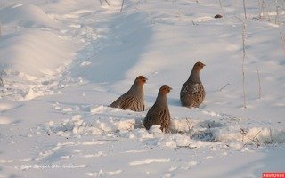 птицы на снегу