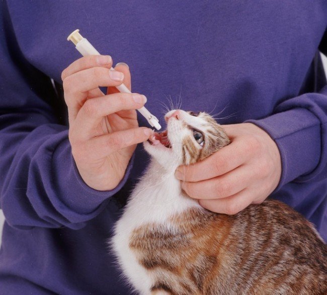 Кошке лекарство из шприца
