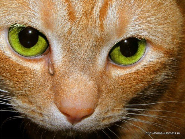 слезоточивость глаз у кошек