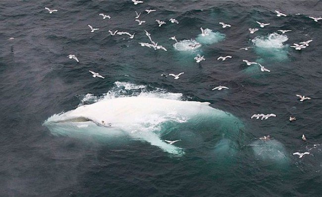 белый кит - ответ на вопрос