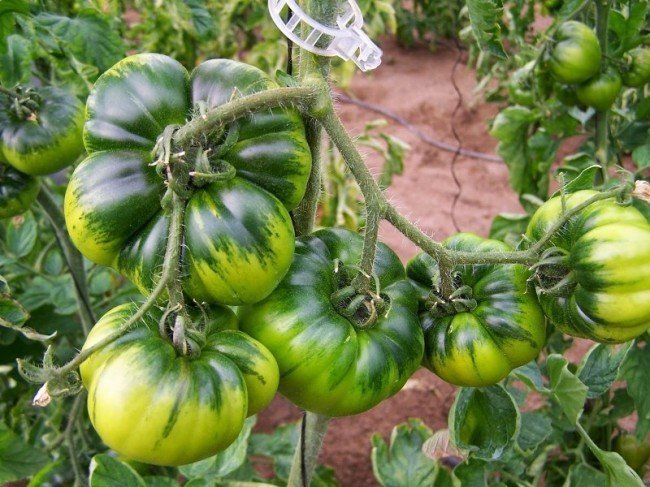 Какие меры можно предпринять, чтобы томаты лучше краснели