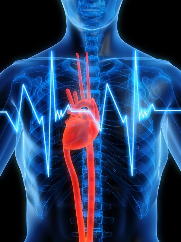 сердце человека и тахикардия