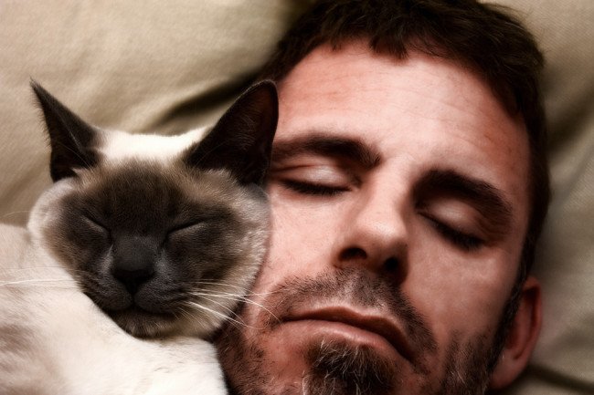 Спящая кошка рядом со своим хозяином.